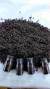 Angkung Obat Herbal Cina Untuk Stroke 400 Biji Free 40 Biji