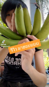 หน่อกล้วยมาฮอย กล้วยแปลก ต้นเดียวออกมากกว่า1เครือ หมดหลายๆ ตัวเลือก