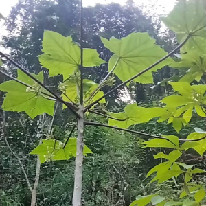 jual pelapah pepaya ungu  500 gram