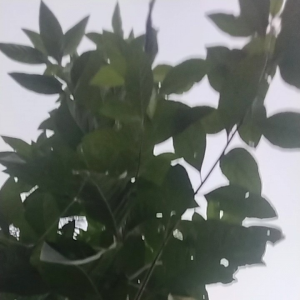 jual daun sembung segar 500 gram atau daun aprika