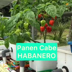 10 BUTIR BIJI/BENIH CABE SUPER PEDAS HABANERO MIX WARNA