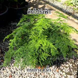 ต้นโปร่งฟ้า ส่งพร้อมกระถางดำ ขนาด 4 นิ้ว ไม้พุ่มขนาดกลางถึงใหญ่ ไม้มงตล ช่วยให้บ้านร่มเย็น