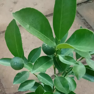 Bibit Jeruk Kip, Kolomonde, Kasturi & Wedang Rasa Asem