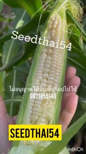 เมล็ดข้าวโพดนมสดฮอกไกโด 🌽หวานทานดิบได้บรรจุ 20-30เมล็ด