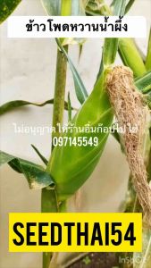 เมล็ดข้าวโพดหวานน้ำผึ้ง - Honey Select Sweet Corn หวานช่ำหอม