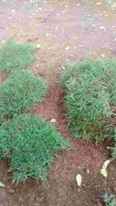 rumput Jepang hidup 1 meter x 1 meter