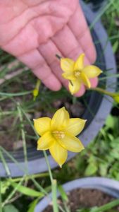 น.หัวดอกบัวดิน Jonesii หัวละ 20 บาท ติดเมล็ดมีกลิ่นหอม