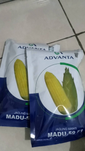 BIBIT BENIH JAGUNG MANIS TAHAN VIRUS MADU 59 F1 ISI 250 GRAM ADVANTA