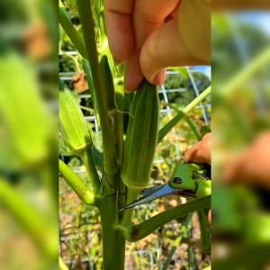 50 BIJI BENIH TANAMAN SAYURAN OKRA HIJAU