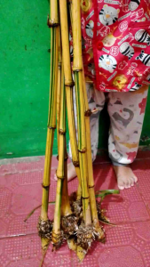 bambu kuning 3 pohon 1 meter