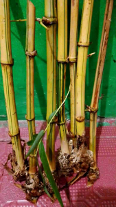 BAMBU KUNING 5 POHON: TAHAN LAMA DAN RAMAH LINGKUNGAN