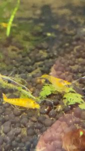 Thức ăn cho tép màu tép cảnh - Lá dâu sấy khô cung cấp chất xơ hỗ trợ tép lên màu