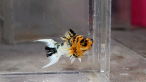 Red Head Molly Fish(Female) 红头茉莉鱼(母)❗️(Not random fish)❗️Fish same as order❗️42