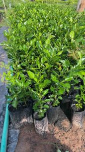 ต้นพันธุ์มะกรูดหอม ปริมาณ 500 มล | ต้นมะกรูดหอมตัดใบกินผล เมล็ด