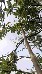 Jual buah sawo madu super manis 1kg
