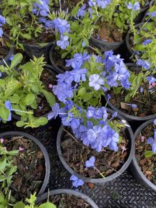 ต้นพยับหมอก#ดอกสีฟ้า#กระถาง 6 นิ้ว