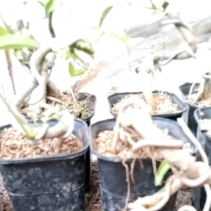 bonsai tlogosari