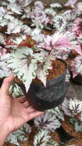 tanaman hias begonia mikado silver pink usia remaja pot uk17-20cm