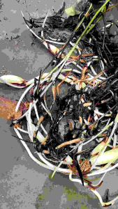 Home Garden Fresh Harvest Tuber Small /Medium size Lotus自家花园中大型种藕