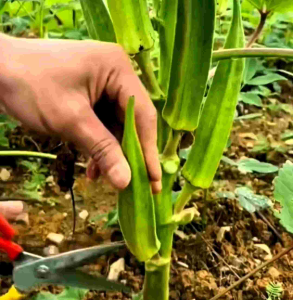 Biji/Benih Sayuran Okra Hijau (Repack)