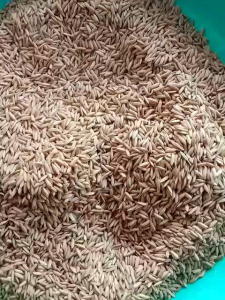 BENIH PADI INPARI 48 BLAS  KEMASAN 1KG