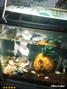 CAE - Hiasan Dekorasi Aquarium SIMON Angel Malaikat Tinggi 15cm