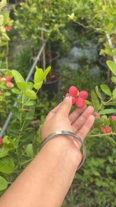 #มะนาวโห่ญี่ปุ่น #มะม่วงหาวมะนาวโห่ญี่ปุ่น พันธุ์แคระ รสชาติหวานไม่เปรี้ยวกินง่ายอร่อยมาก ลักษณะผลมีทั้งผลกลมและก้นแหลมในต้นเดียวกัน ทรงพุ่มเตี้ยไม่สูงออกลูกตลอดปี #ต้นมะนาวโห่ญี่ปุ่น พันธุ์รสชาติหวาน ลูกใหญ่ ต้นแข็งแรง ติดผลเร็ว