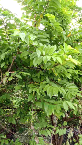 Fresh Atis Leaves for Natural Use Clean & Freshly Picked (50pcs per pack) - Green Fresh Natural Outdoor Garden