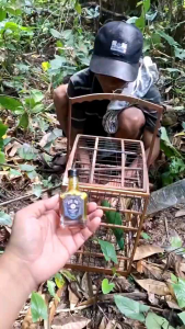 (COD) 50ML BLACK JACK BY BILLBOST Doping Vitamin Burung Premium limited Edition untuk Semua Jenis Burung Vitamin Lomba 50ml