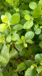 Daun Beluntas Segar: Aromatik & Masakan