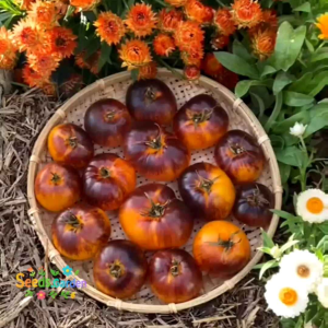 8 BUTIR BIJI/BENIH TANAMAN TOMAT ALICE DREAM