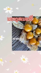 #เคพกูสเบอร์รี่ #โทงเทงฝรั่ง บรรจุ 1Kg ส่งสดๆจากสวน อร่อย มีเอกลักษณ์