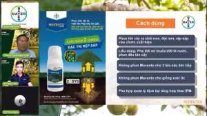 Movento 150OD - Chế phẩm trừ Rệp sáp bọ trĩ trên Hoa Cúc Hồng và các loại cây trồng