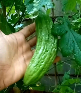 BENIH CAP PANAH MERAH PARIA LIPA F1 (KEMASAN PABRIK)