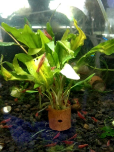 Hiasan Aquarium Red Cherry Shrimp & Pembersih Alga Aquascape