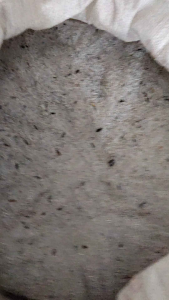 Abu Gosok: Pemahaman & Penggunaan untuk Perawatan Kesehatan Gigi