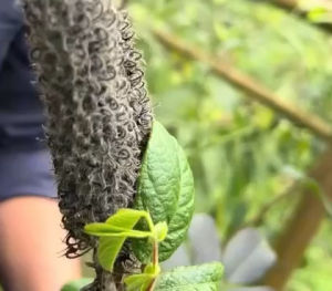 Cây đuôi chồn (hạt giống nguyên bản)