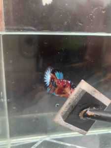 BETTA IKAN LAGA LINE MULTICOLOUR SIZE ANAK MALE