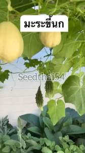 `เมล็ดมะระขี้นก ขมนิดกรอบ ลูกใหญ่ขมน้อย` - เมล็ดมะระขี้นก ขมนิดกรอบ ลูกใหญ่ขมน้อย