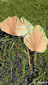 Decorative Material "Pambansang Dahon" Anahaw for your DIY needs