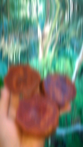 GULA AREN ASLI 1 KG 100% ORGANIK LANGSUNG DARI PETANI DARI AIR NIRA POHON KAWUNG