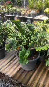 🌿กวักมรกตแคระฮอนแลนด์🌿 #กวักมรกตแคระ   #Zamioculcas  Zamifolia Dwarf ฝ#กวักเขียวใบแคระ