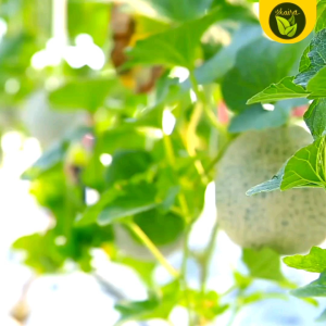 Sweet Melon Gulfstream Fruit 10 Seeds Outdoor Garden Plant