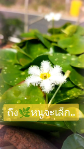 บัวบา ดอกน่ารักๆ ออกตลอดปี..เลี้ยงแบบลอบน้ำโดยไม่ใช้ดิน..ชอบแดดจัด   #บา #บัวบา หรือ #ตับเต่าใหญ่ ก