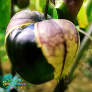 15 BUTIR BIJI/BENIH TANAMAN CIPLUKAN UNGU JUMBO/PURPLE TOMATILLO
