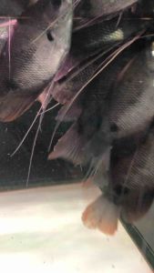 Red Tail Giant Gourami/Sabah Kaloi/Ornamental fish/Freshwater/Readystock