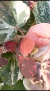 2batang waru varigata (cod)