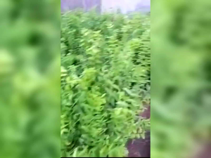 pohon anting putri dari semai