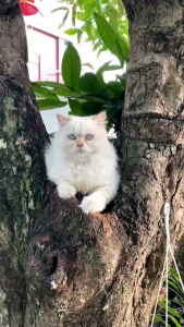 KASUR KUCING TEMPAT TIDUR ANABUL MODEL SOFA