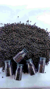 Angkung Kering Obat Stroke Isi 500 Biji Bonus 50 Biji